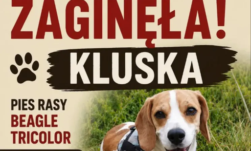 Zdjęcie do Zagineła Kluska