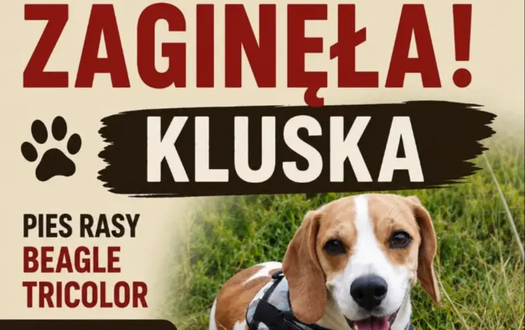 Zdjęcie do Zagineła Kluska
